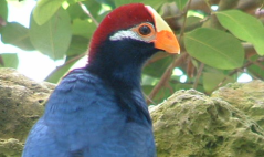 Picture of a blue bird